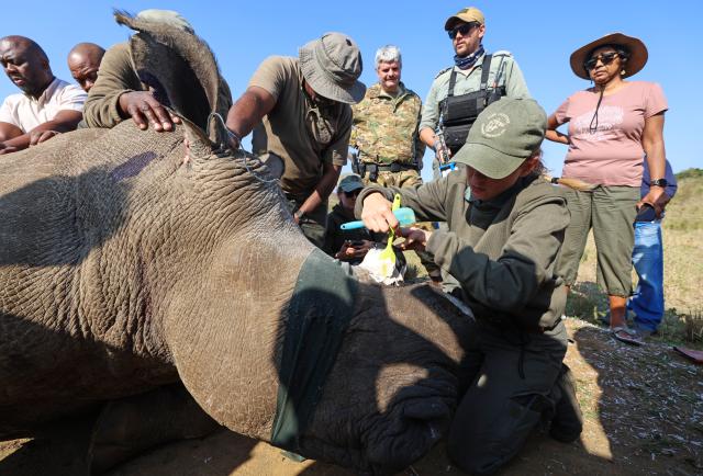 (260921) -- KWAZULU-NATAL, Sept. 21, 2026 (Xinhua) -- A park officer fits a white rhino with a tracking device at Hluhluwe-iMfolozi Park in KwaZulu-Natal Province, South Africa, Aug. 19, 2026. TO GO WITH "Feature: Smart technology strengthens rhino protection at South Africa's historic reserve" (Xinhua/Chen Wei)
