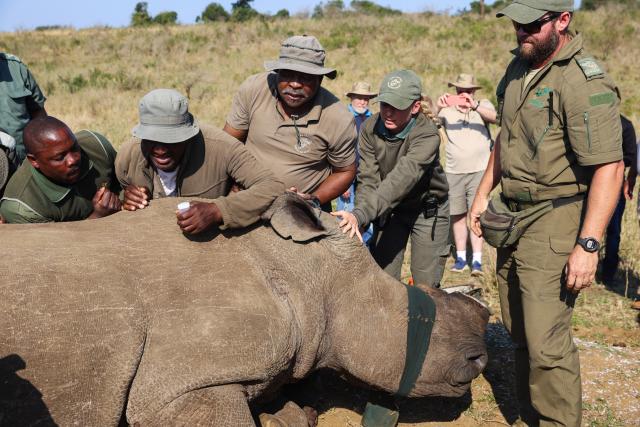 (260921) -- KWAZULU-NATAL, Sept. 21, 2026 (Xinhua) -- Park officers take part in a dehorning operation on a white rhino at Hluhluwe-iMfolozi Park in KwaZulu-Natal Province, South Africa, Aug. 19, 2026. TO GO WITH "Feature: Smart technology strengthens rhino protection at South Africa's historic reserve" (Xinhua/Chen Wei)