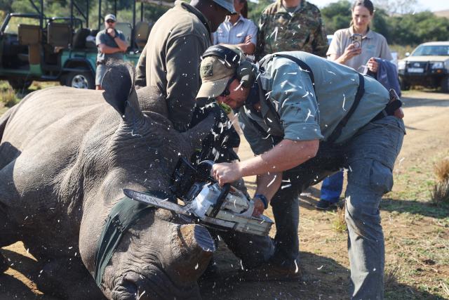 (260921) -- KWAZULU-NATAL, Sept. 21, 2026 (Xinhua) -- Park officers take part in a dehorning operation on a white rhino at Hluhluwe-iMfolozi Park in KwaZulu-Natal Province, South Africa, Aug. 19, 2026. TO GO WITH "Feature: Smart technology strengthens rhino protection at South Africa's historic reserve" (Xinhua/Chen Wei)