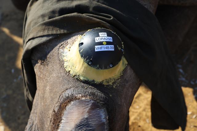 (260921) -- KWAZULU-NATAL, Sept. 21, 2026 (Xinhua) -- This photo taken on Aug. 19, 2026 shows a tracking device fitted to a rhino at Hluhluwe-iMfolozi Park in KwaZulu-Natal Province, South Africa. TO GO WITH "Feature: Smart technology strengthens rhino protection at South Africa's historic reserve" (Xinhua/Chen Wei)