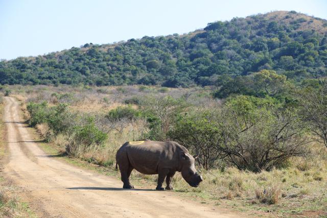 (260921) -- KWAZULU-NATAL, Sept. 21, 2026 (Xinhua) -- This photo taken on Aug. 19, 2026 shows a white rhino at Hluhluwe-iMfolozi Park in KwaZulu-Natal Province, South Africa. TO GO WITH "Feature: Smart technology strengthens rhino protection at South Africa's historic reserve" (Xinhua/Chen Wei)