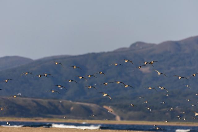 (260922) -- VLADIVOSTOK, Sept. 22, 2026 (Xinhua) -- Birds are seen in the Khasan district of Primorsky Krai in the Russian Far East, Sept. 19, 2026. The Khasan district boasts unique and beautiful natural scenery and is home to several nature reserves and national parks. (Photo by Andrey Matveenko/Xinhua)