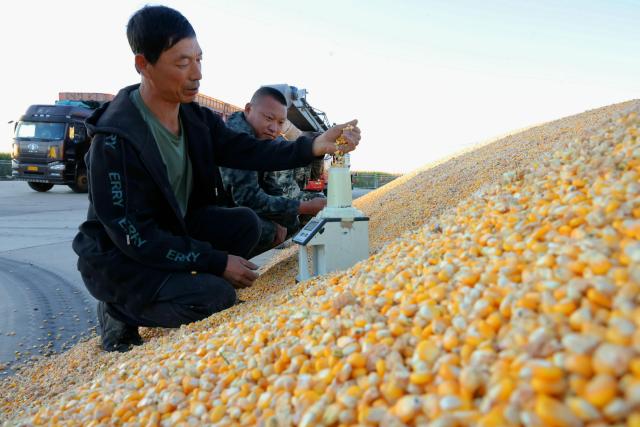 (260922) -- HARBIN, Sept. 22, 2026 (Xinhua) -- A farmer checks the water content of corns at a farm under Beidahuang Group in northeast China's Heilongjiang Province, Sept. 21, 2026. Heilongjiang, an important grain-producing province in China, entered the harvest season in September. (Photo by Xu Yingxian/Xinhua)