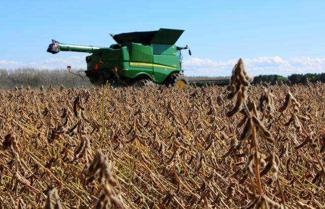 (260922) -- HARBIN, Sept. 22, 2026 (Xinhua) -- A harvester works in a soybean field of a farm under Beidahuang Group in northeast China's Heilongjiang Province, Sept. 21, 2026. Heilongjiang, an important grain-producing province in China, entered the harvest season in September. (Photo by Lu Wenxiang/Xinhua)