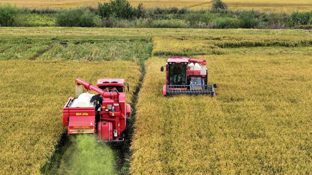 (260922) -- HARBIN, Sept. 22, 2026 (Xinhua) -- Harvesters work in a rice field of a farm under Beidahuang Group in northeast China's Heilongjiang Province, Sept. 20, 2026. Heilongjiang, an important grain-producing province in China, entered the harvest season in September. (Photo by Wang Jinbin/Xinhua)