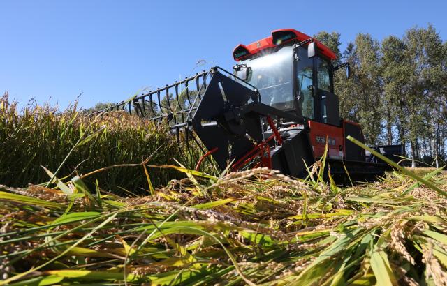 (260922) -- HARBIN, Sept. 22, 2026 (Xinhua) -- A harvester works in a field of a farm under Beidahuang Group in northeast China's Heilongjiang Province, Sept. 21, 2026. Heilongjiang, an important grain-producing province in China, entered the harvest season in September. (Photo by Li Xing/Xinhua)
