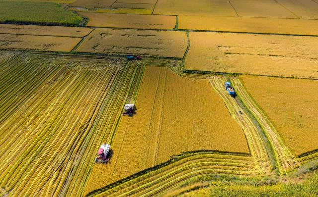 (260922) -- HARBIN, Sept. 22, 2026 (Xinhua) -- An aerial drone photo taken on Sept. 21, 2026 shows harvesters working in a rice field in Tangyuan County of Jiamusi City, northeast China's Heilongjiang Province. Heilongjiang, an important grain-producing province in China, entered the harvest season in September. (Photo by Zhu Zongqiang/Xinhua)