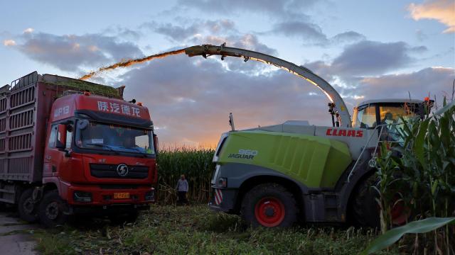 (260922) -- HARBIN, Sept. 22, 2026 (Xinhua) -- An aerial drone photo taken on Sept. 21, 2026 shows agricultural machinery working in a corn field of a farm in Baiquan County in northeast China's Heilongjiang Province. Heilongjiang, an important grain-producing province in China, entered the harvest season in September. (Photo by Lyu Shuxin/Xinhua)