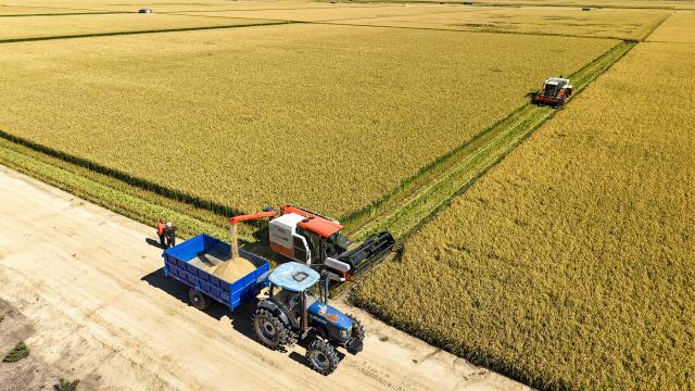 (260922) -- HARBIN, Sept. 22, 2026 (Xinhua) -- An aerial drone photo taken on Sept. 21, 2026 shows harvesters working in a rice field of a farm under Beidahuang Group in northeast China's Heilongjiang Province. Heilongjiang, an important grain-producing province in China, entered the harvest season in September. (Photo by Huang Yongxing/Xinhua)
