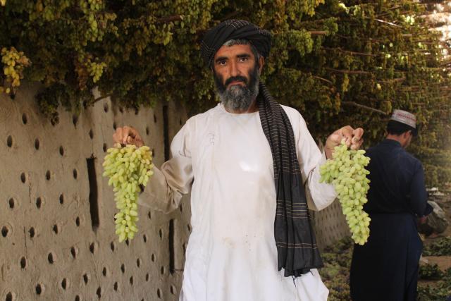 (260922) -- KANDAHAR, Sept. 22, 2026 (Xinhua) -- A farmer presents fresh grapes to be processed in a drying room in Kandahar, Afghanistan, Aug. 27, 2026. TO GO WITH "Feature: Afghan grape farmers, traders urge border reopening as shutdown cripples trade" (Photo by Argand/Xinhua)
