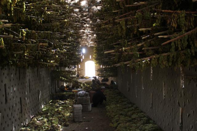 (260922) -- KANDAHAR, Sept. 22, 2026 (Xinhua) -- This photo taken on Aug. 27, 2026 shows an internal view of a drying room in Kandahar, Afghanistan. TO GO WITH "Feature: Afghan grape farmers, traders urge border reopening as shutdown cripples trade" (Photo by Argand/Xinhua)