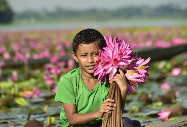 (260923) -- BEIJING, Sept. 23, 2026 (Xinhua) -- A boy holds harvested water lilies in Barishal District, southern Bangladesh, Sept. 21, 2026. Water lily cultivation and marketing provide an important source of livelihood for many local villagers, with the harvest supplied to markets across the country. (Photo by Habibur Rahman/Xinhua)