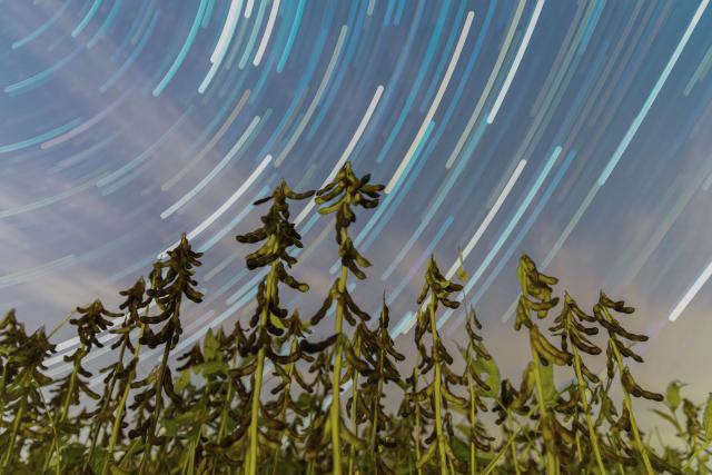 (260923) -- HARBIN, Sept. 23, 2026 (Xinhua) -- This stack composite photo taken on Sept. 16, 2026 shows a soybean field under starry sky in Hegang City, northeast China's Heilongjiang Province. (Photo by Zhu Zongqiang/Xinhua)