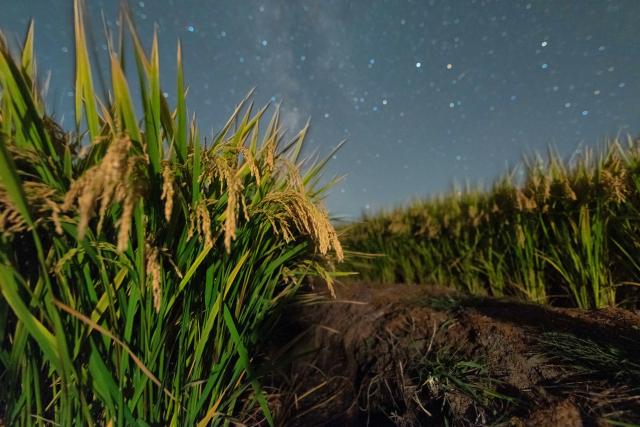 (260923) -- HARBIN, Sept. 23, 2026 (Xinhua) -- This photo taken on Sept. 17, 2026 shows a paddy field under starry sky in Daqing City, northeast China's Heilongjiang Province. (Photo by Liu Chengshan/Xinhua)