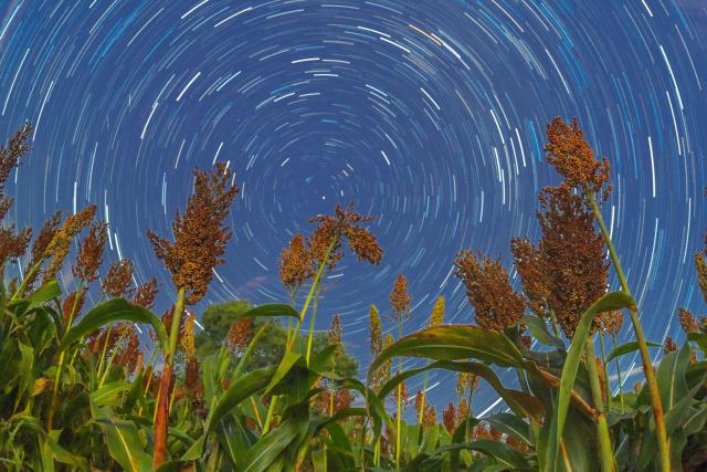 (260923) -- HARBIN, Sept. 23, 2026 (Xinhua) -- This stack composite photo taken on Sept. 7, 2026 shows a sorghum field in Qiqihar City, northeast China's Heilongjiang Province. (Photo by Wang Yonggang/Xinhua)