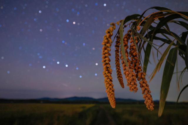 (260923) -- HARBIN, Sept. 23, 2026 (Xinhua) -- This photo taken on Sept. 14, 2026 shows a field under the starry sky in Yichun City, northeast China's Heilongjiang Province. (Photo by Li Jiaxing/Xinhua)