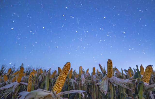 (260923) -- HARBIN, Sept. 23, 2026 (Xinhua) -- This photo taken on Sept. 16, 2026 shows corns under starry sky in Tongjiang City, northeast China's Heilongjiang Province. (Photo by Li Wenbin/Xinhua)