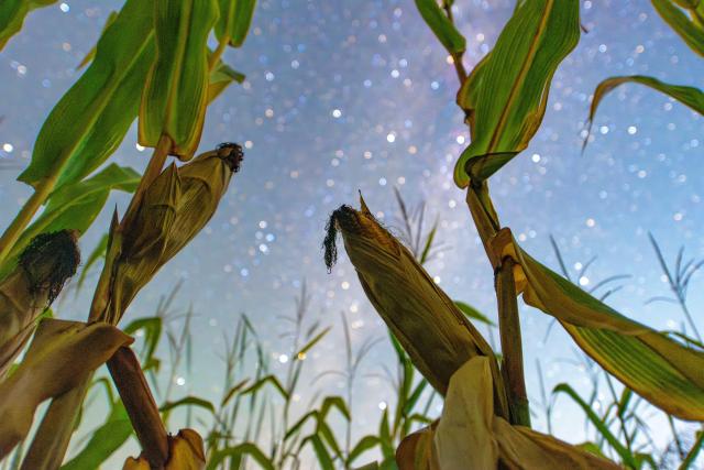 (260923) -- HARBIN, Sept. 23, 2026 (Xinhua) -- This photo taken on Sept. 16, 2026 shows corns under starry sky in Fujin City, northeast China's Heilongjiang Province. (Photo by Qu Yubao/Xinhua)