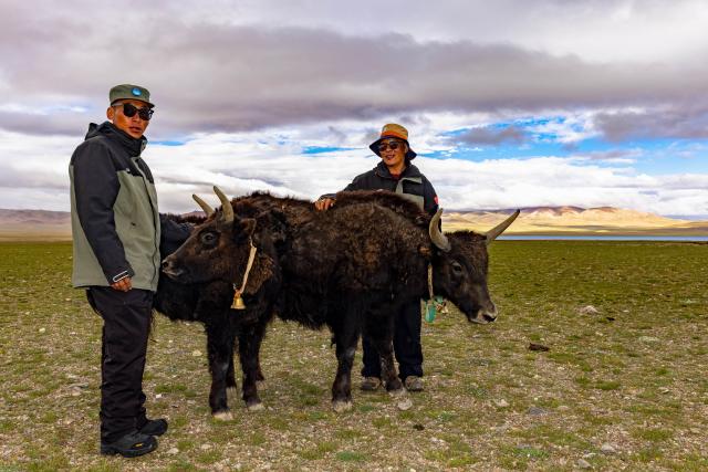 (260923) -- LHASA, Sept. 23, 2026 (Xinhua) -- Rangers are pictured with adopted wild yaks at a wildlife conservation station in southwest China's Xizang Autonomous Region, July 11, 2026. TO GO WITH "Feature: SW China wilderness grows wilder as gunshot memories fade" (Xinhua/Jiang Fan)