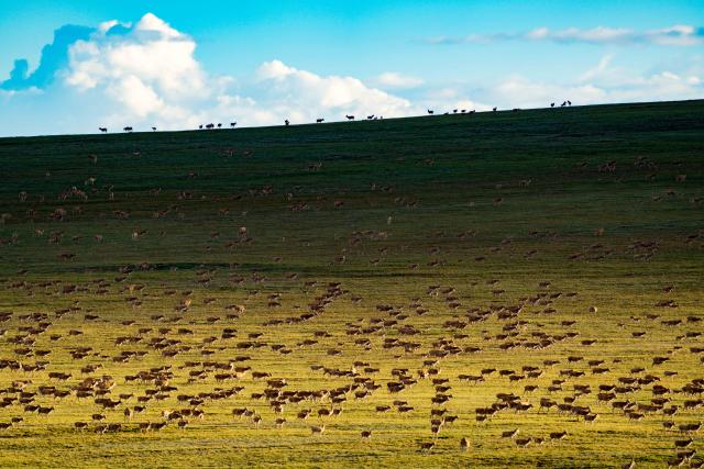 (260923) -- LHASA, Sept. 23, 2026 (Xinhua) -- Tibetan antelopes are pictured in Changtang National Nature Reserve in southwest China's Xizang Autonomous Region, July 13, 2026. TO GO WITH "Feature: SW China wilderness grows wilder as gunshot memories fade" (Xinhua/Jiang Fan)
