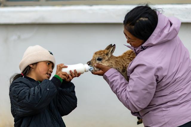 (260923) -- LHASA, Sept. 23, 2026 (Xinhua) -- Norbu Yugyel's eldest daughter, Tsewang Lhamo (R), and his granddaughter bottle-feed an orphaned Tibetan antelope calf at a wildlife conservation station in southwest China's Xizang Autonomous Region, July 11, 2026. TO GO WITH "Feature: SW China wilderness grows wilder as gunshot memories fade" (Xinhua/Jiang Fan)