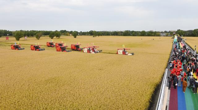 (260923) -- BEIJING, Sept. 23, 2026 (Xinhua) -- Driverless harvesters carry out harvesting operations during an event celebrating the ninth Chinese farmers' harvest festival at a farm under Beidahuang Group in northeast China's Heilongjiang Province, Sept. 23, 2026.
  The Chinese farmers' harvest festival is the first national festival created specifically for the country's farmers. This year's festival falls on Wednesday.
  Launched in 2018, the festival coincides with the Autumnal Equinox each year, which is one of the 24 solar terms of the Chinese lunisolar calendar and usually falls between Sept. 22 and 24 during the country's agricultural harvest season. (Photo by Liu Yang/Xinhua)