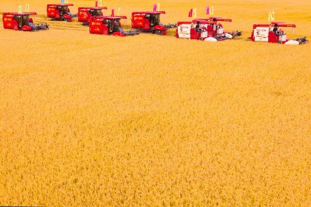(260923) -- BEIJING, Sept. 23, 2026 (Xinhua) -- Driverless harvesters carry out harvesting operations during an event celebrating the ninth Chinese farmers' harvest festival at a farm under Beidahuang Group in northeast China's Heilongjiang Province, Sept. 23, 2026.
  The Chinese farmers' harvest festival is the first national festival created specifically for the country's farmers. This year's festival falls on Wednesday.
  Launched in 2018, the festival coincides with the Autumnal Equinox each year, which is one of the 24 solar terms of the Chinese lunisolar calendar and usually falls between Sept. 22 and 24 during the country's agricultural harvest season. (Xinhua/Zhang Tao)