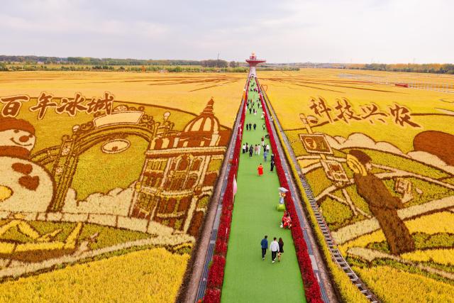 (260923) -- BEIJING, Sept. 23, 2026 (Xinhua) -- People visit rice paddy artworks during an event celebrating the ninth Chinese farmers' harvest festival at a farm under Beidahuang Group in northeast China's Heilongjiang Province, Sept. 23, 2026.
  The Chinese farmers' harvest festival is the first national festival created specifically for the country's farmers. This year's festival falls on Wednesday.
  Launched in 2018, the festival coincides with the Autumnal Equinox each year, which is one of the 24 solar terms of the Chinese lunisolar calendar and usually falls between Sept. 22 and 24 during the country's agricultural harvest season. (Xinhua/Zhang Tao)
