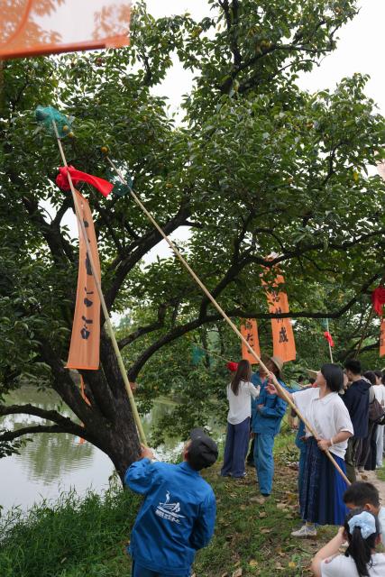 (260923) -- HANGZHOU, Sept. 23, 2026 (Xinhua) -- Citizens and tourists use long poles to pick persimmons during persimmon-themed activities held at the Xixi National Wetland Park in Hangzhou, east China's Zhejiang Province, Sept. 23, 2026. A series of persimmon-themed activities kicked off on Wednesday at the Xixi National Wetland Park, during which people have the chance to pick and taste persimmons from over 7,000 trees in the park. (Xinhua/Huang Zongzhi)