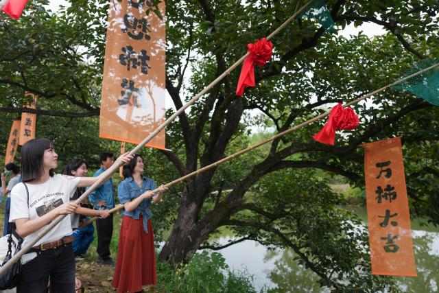 (260923) -- HANGZHOU, Sept. 23, 2026 (Xinhua) -- Citizens and tourists use long poles to pick persimmons during persimmon-themed activities held at the Xixi National Wetland Park in Hangzhou, east China's Zhejiang Province, Sept. 23, 2026. A series of persimmon-themed activities kicked off on Wednesday at the Xixi National Wetland Park, during which people have the chance to pick and taste persimmons from over 7,000 trees in the park. (Xinhua/Huang Zongzhi)