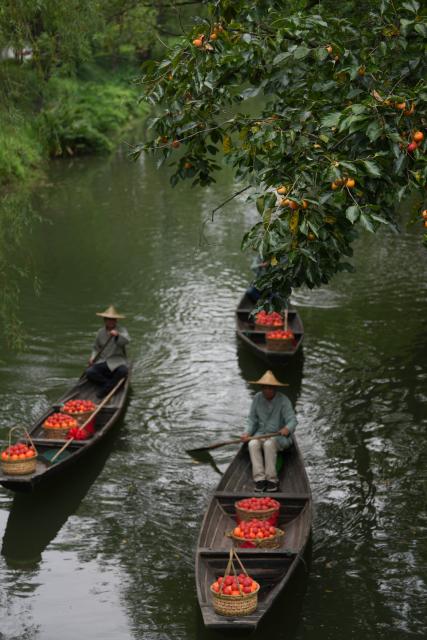 (260923) -- HANGZHOU, Sept. 23, 2026 (Xinhua) -- Wetland staff transport newly-picked persimmons by boat during persimmon-themed activities held at the Xixi National Wetland Park in Hangzhou, east China's Zhejiang Province, Sept. 23, 2026. A series of persimmon-themed activities kicked off on Wednesday at the Xixi National Wetland Park, during which people have the chance to pick and taste persimmons from over 7,000 trees in the park. (Xinhua/Huang Zongzhi)
