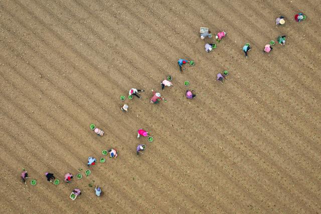 (260923) -- WUHAN, Sept. 23, 2026 (Xinhua) -- An aerial drone photo shows farmers transplanting cabbage seedlings at a vegetable base in Panjiawan Town of Jiayu County, central China's Hubei Province, Sept. 10, 2026. (Xinhua/Xiao Yijiu)