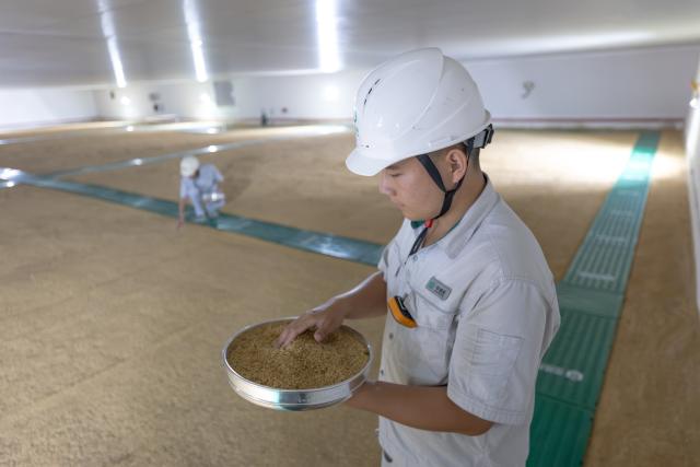 (260923) -- WUHAN, Sept. 23, 2026 (Xinhua) -- Staff members check the grain at a granary under Sinograin in Xiantao, central China's Hubei Province, Sept. 10, 2026. (Xinhua/Xiao Yijiu)