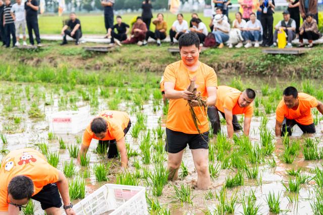 (260923) -- BEIJING, Sept. 23, 2026 (Xinhua) -- Farmers take part in a fish-catching competition in rice fields during activities to mark the Chinese farmers' harvest festival at Mahekou Town of Yiyang City, central China's Hunan Province, Sept. 23, 2026. The Chinese farmers' harvest festival is the first national festival created specifically for the country's farmers. This year's festival falls on Wednesday.
  Launched in 2018, the festival coincides with the Autumnal Equinox each year, which is one of the 24 solar terms of the Chinese lunisolar calendar and usually falls between Sept. 22 and 24 during the country's agricultural harvest season. (Xinhua/Chen Sihan)