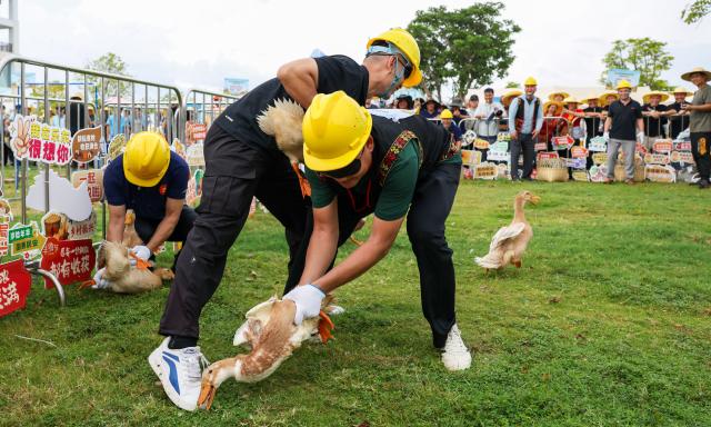 (260923) -- BEIJING, Sept. 23, 2026 (Xinhua) -- People take part in a duck-catching competition during activities to mark the Chinese farmers' harvest festival at Ledong Li Autonomous County, south China's Hainan Province, Sept. 23, 2026. The Chinese farmers' harvest festival is the first national festival created specifically for the country's farmers. This year's festival falls on Wednesday.
  Launched in 2018, the festival coincides with the Autumnal Equinox each year, which is one of the 24 solar terms of the Chinese lunisolar calendar and usually falls between Sept. 22 and 24 during the country's agricultural harvest season. (Xinhua/Yang Guanyu)