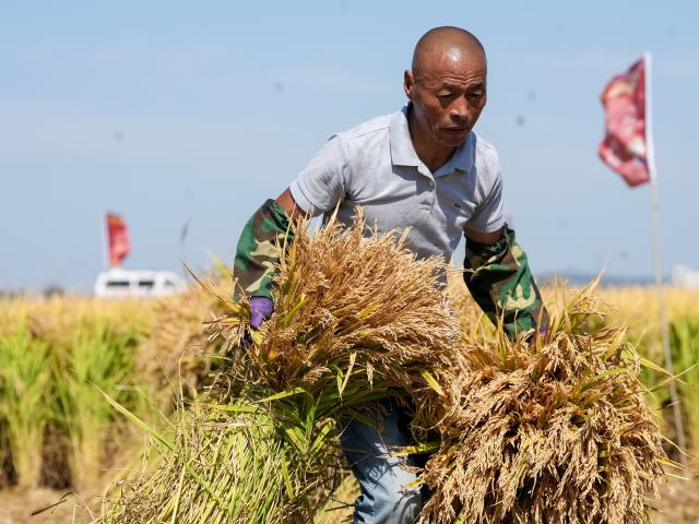 (260923) -- BEIJING, Sept. 23, 2026 (Xinhua) -- A farmer takes part in a manual rice-harvesting competition during activities to mark the Chinese farmers' harvest festival at Xingde Village in Tonghua City, northeast China's Jilin Province, Sept. 23, 2026. The Chinese farmers' harvest festival is the first national festival created specifically for the country's farmers. This year's festival falls on Wednesday.
  Launched in 2018, the festival coincides with the Autumnal Equinox each year, which is one of the 24 solar terms of the Chinese lunisolar calendar and usually falls between Sept. 22 and 24 during the country's agricultural harvest season. (Xinhua/Zhang Nan)