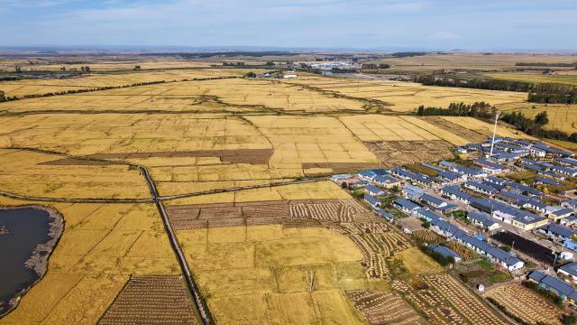 (260923) -- NING'AN, Sept. 23, 2026 (Xinhua) -- An aerial drone photo taken on Sept. 23, 2026 shows paddy fields in Bohai Town, Ning'an City of northeast China's Heilongjiang Province. Ning'an City has a paddy rice planting area of over 270,000 mu (about 18,000 hectares) in 2026, of which about one third is planted on the lava plateau. (Photo by Zhang Chunxiang/Xinhua)