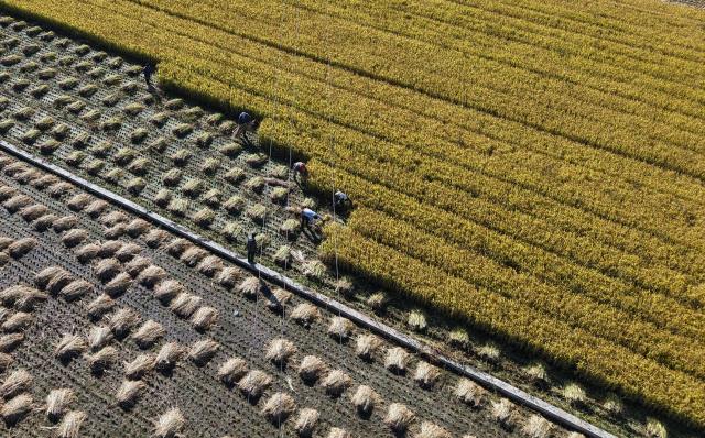 (260923) -- NING'AN, Sept. 23, 2026 (Xinhua) -- An aerial drone photo taken on Sept. 23, 2026 shows farmers harvesting paddy rice in Bohai Town, Ning'an City of northeast China's Heilongjiang Province. Ning'an City has a paddy rice planting area of over 270,000 mu (about 18,000 hectares) in 2026, of which about one third is planted on the lava plateau. (Photo by Zhang Chunxiang/Xinhua)