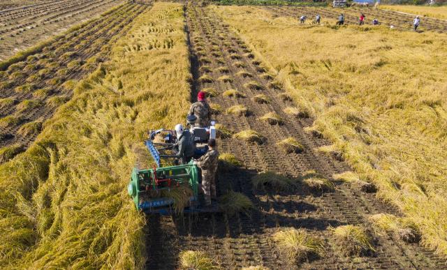 (260923) -- NING'AN, Sept. 23, 2026 (Xinhua) -- An aerial drone photo taken on Sept. 23, 2026 shows farmers harvesting paddy rice in Bohai Town, Ning'an City of northeast China's Heilongjiang Province. Ning'an City has a paddy rice planting area of over 270,000 mu (about 18,000 hectares) in 2026, of which about one third is planted on the lava plateau. (Photo by Wang Zhe/Xinhua)