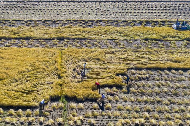 (260923) -- NING'AN, Sept. 23, 2026 (Xinhua) -- An aerial drone photo taken on Sept. 23, 2026 shows farmers harvesting paddy rice in Bohai Town, Ning'an City of northeast China's Heilongjiang Province. Ning'an City has a paddy rice planting area of over 270,000 mu (about 18,000 hectares) in 2026, of which about one third is planted on the lava plateau. (Photo by Wang Zhe/Xinhua)