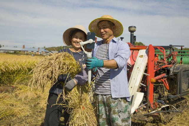 (260923) -- NING'AN, Sept. 23, 2026 (Xinhua) -- Farmers do livestream in a paddy field in Bohai Town, Ning'an City of northeast China's Heilongjiang Province, Sept. 23, 2026. Ning'an City has a paddy rice planting area of over 270,000 mu (about 18,000 hectares) in 2026, of which about one third is planted on the lava plateau. (Photo by Wang Zhe/Xinhua)