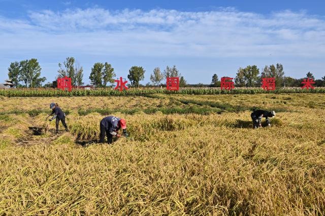 (260923) -- NING'AN, Sept. 23, 2026 (Xinhua) -- Farmers harvest paddy rice in Bohai Town, Ning'an City of northeast China's Heilongjiang Province, Sept. 23, 2026. Ning'an City has a paddy rice planting area of over 270,000 mu (about 18,000 hectares) in 2026, of which about one third is planted on the lava plateau. (Photo by Gao Fugui/Xinhua)