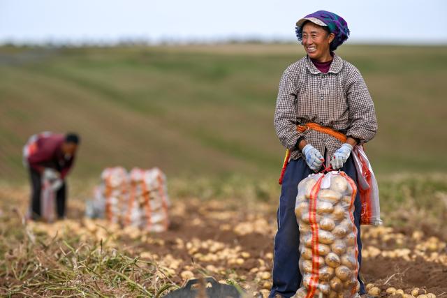 (260924) -- HOHHOT, Sept. 24, 2026 (Xinhua) -- A worker from Sichuan Province packs potatoes in a field in Sanshengtai Village of Wuchuan County, north China's Inner Mongolia Autonomous Region, Sept. 23, 2026. Potatoes in Wuchuan County of Inner Mongolia entered the harvest season recently. As in previous years, migrant workers from provinces of Sichuan, Gansu and Yunnan came here to engage in potato harvesting. (Xinhua/Lian Zhen)