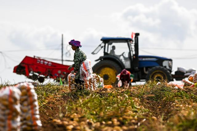 (260924) -- HOHHOT, Sept. 24, 2026 (Xinhua) -- A worker from Sichuan Province picks potatoes in a field in Sanshengtai Village of Wuchuan County, north China's Inner Mongolia Autonomous Region, Sept. 23, 2026. Potatoes in Wuchuan County of Inner Mongolia entered the harvest season recently. As in previous years, migrant workers from provinces of Sichuan, Gansu and Yunnan came here to engage in potato harvesting. (Xinhua/Lian Zhen)