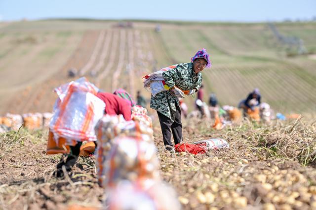 (260924) -- HOHHOT, Sept. 24, 2026 (Xinhua) -- A worker from Sichuan Province picks potatoes in a field in Sanshengtai Village of Wuchuan County, north China's Inner Mongolia Autonomous Region, Sept. 23, 2026. Potatoes in Wuchuan County of Inner Mongolia entered the harvest season recently. As in previous years, migrant workers from provinces of Sichuan, Gansu and Yunnan came here to engage in potato harvesting. (Xinhua/Lian Zhen)