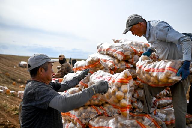 (260924) -- HOHHOT, Sept. 24, 2026 (Xinhua) -- Workers from Gansu Province transport potatoes in a field in Sanshengtai Village of Wuchuan County, north China's Inner Mongolia Autonomous Region, Sept. 23, 2026. Potatoes in Wuchuan County of Inner Mongolia entered the harvest season recently. As in previous years, migrant workers from provinces of Sichuan, Gansu and Yunnan came here to engage in potato harvesting. (Xinhua/Lian Zhen)