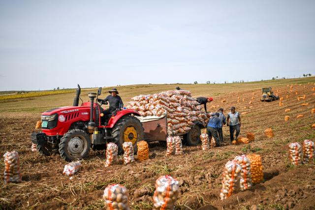 (260924) -- HOHHOT, Sept. 24, 2026 (Xinhua) -- Workers from Gansu Province transport potatoes in a field in Sanshengtai Village of Wuchuan County, north China's Inner Mongolia Autonomous Region, Sept. 23, 2026. Potatoes in Wuchuan County of Inner Mongolia entered the harvest season recently. As in previous years, migrant workers from provinces of Sichuan, Gansu and Yunnan came here to engage in potato harvesting. (Xinhua/Lian Zhen)