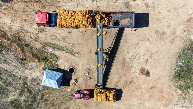 (260924) -- HOHHOT, Sept. 24, 2026 (Xinhua) -- An aerial drone photo taken on Sept. 23, 2026 shows workers operating a conveyor belt to load potatoes onto a truck in Sanshengtai Village of Wuchuan County, north China's Inner Mongolia Autonomous Region. Potatoes in Wuchuan County of Inner Mongolia entered the harvest season recently. As in previous years, migrant workers from provinces of Sichuan, Gansu and Yunnan came here to engage in potato harvesting. (Xinhua/Lian Zhen)