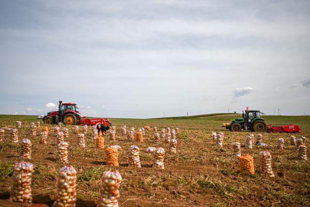 (260924) -- HOHHOT, Sept. 24, 2026 (Xinhua) -- Workers drive tractors to harvest potatoes in a field in Sanshengtai Village of Wuchuan County, north China's Inner Mongolia Autonomous Region, Sept. 23, 2026. Potatoes in Wuchuan County of Inner Mongolia entered the harvest season recently. As in previous years, migrant workers from provinces of Sichuan, Gansu and Yunnan came here to engage in potato harvesting. (Xinhua/Lian Zhen)