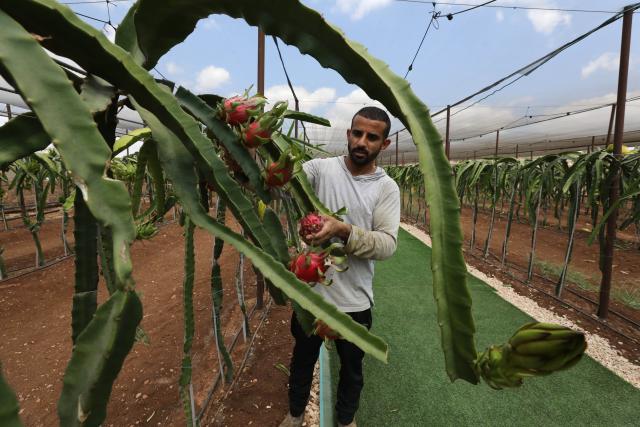 (260924) -- JENIN, Sept. 24, 2026 (Xinhua) -- A farmer works at Aws Al-Omari's dragon fruit farm, in Arraba town in the West Bank city of Jenin, Sept. 23, 2026. (Photo by Nidal Eshtayeh/Xinhua)